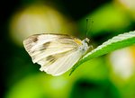 IMG_3866