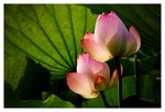 IMG_4706