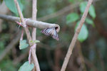 A_DSC_8493