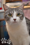 Nermal