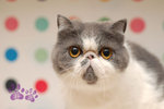 A_DSC_7272_1