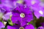 A_DSC_7504