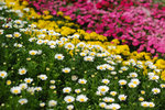 A_DSC_7521