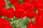 A_DSC_7539