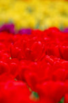 A_DSC_7541