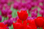 A_DSC_7542