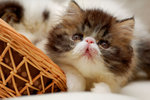 哥哥@Danny