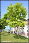 tree1