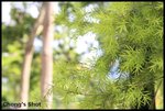 tree2
