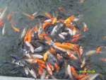 好多魚魚呀~~