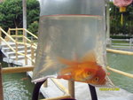 係我撈既魚魚