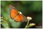紅鋸蛺蝶 DSC03569