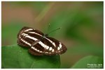 珂環蛺蝶 DSC03648