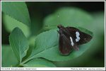 窄紋袖弄蝶 DSC07895