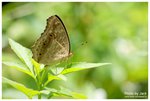 蛇眼蛺蝶 DSC03317
