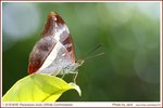 丫紋俳蛺蝶 DSC05354