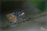 斑灰蝶 交配 DSC08719