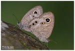矍眼蝶 交配 DSC04878