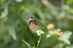 _MG_0060