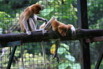 Big nose monkey