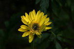 菊
IMG_0362