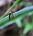 IMG_43311