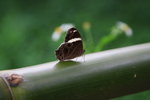 IMG_43371