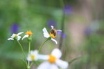 IMG_4370