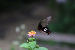 IMG_4399