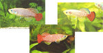 2~3個月後的Wonderfish