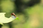 IMG_4896