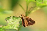 IMG_4918