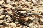 IMG_5118