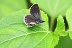 IMG_6460
