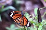 IMG_7043