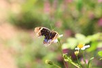 IMG_7876