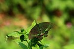 IMG_5285