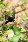 IMG_7851