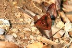 IMG_0061