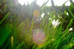 [鄭啟文] - 盛夏