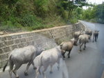 cows w us on the road