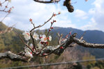 2024_Shikoku_Day3 (48)
