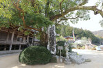 樟樹 2024_Shikoku_Day3 (86)