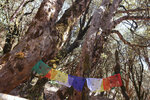 NepalMBC_D04 (93)