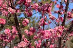是梅花? IMG_3196