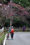 要過2天才是花祭 IMG_9279