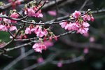 IMG_9286