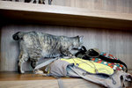 唯一家貓, 似在我的環保袋上尿了,其他貓也過來, 好靈敏 IMG_0702