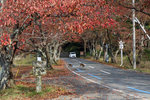 "海津大崎",原是櫻花機沒什麼好看, 原來秋天的葉也是偏紅的, 順路一去  IMG_5000
