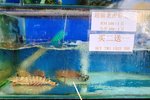 大茄來 IMG_3300